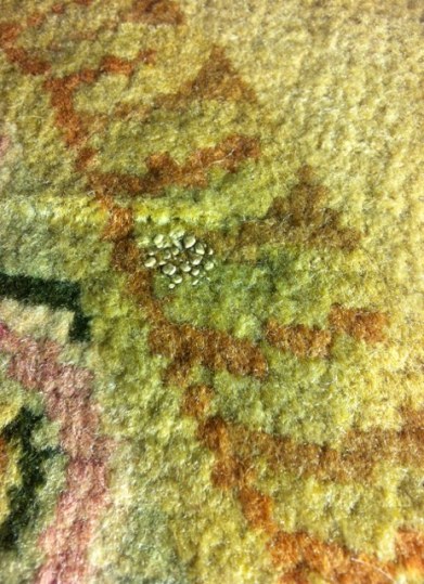 Suspected insect casings embedded in Tapestry Room carpet.